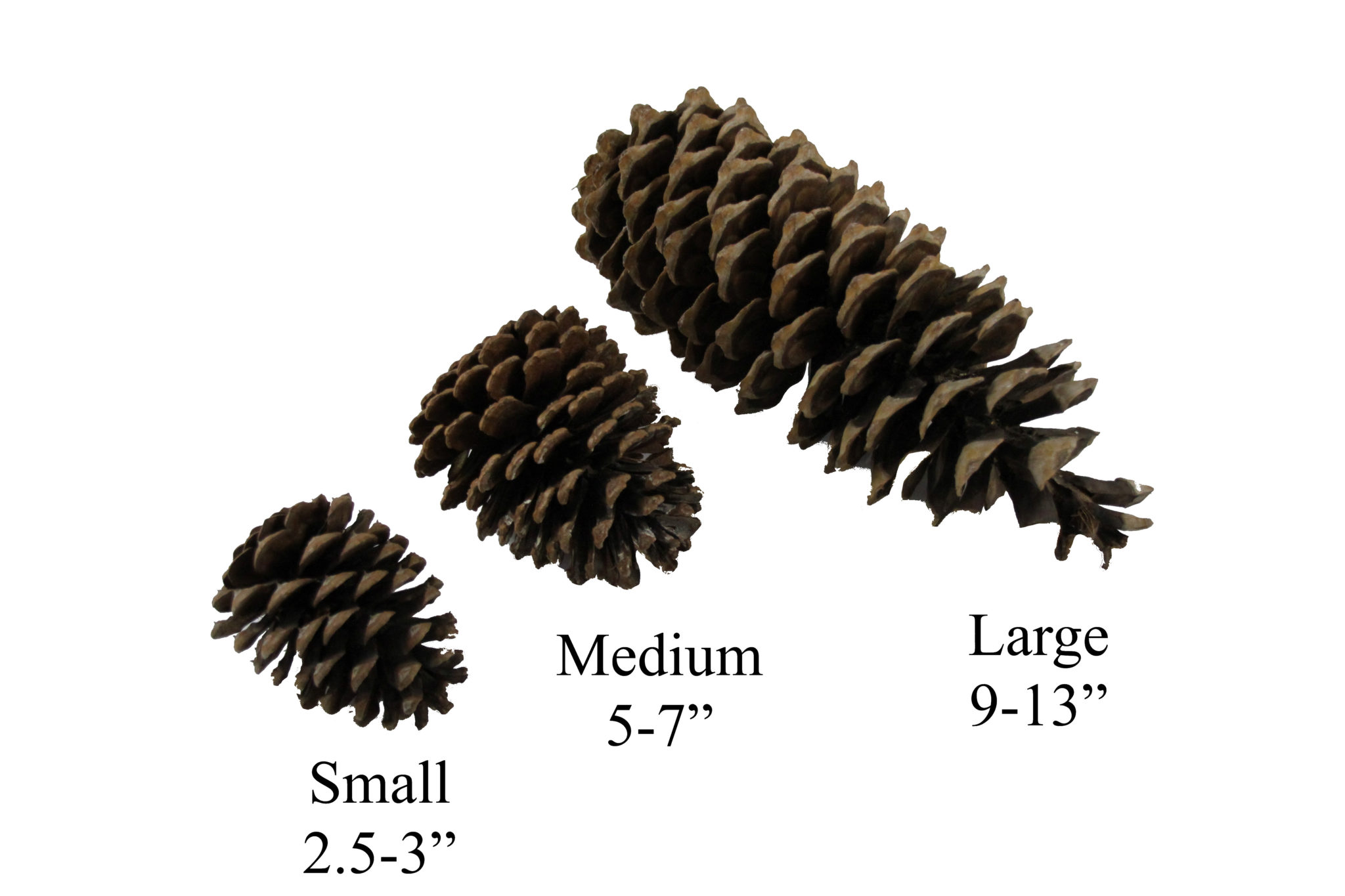 Pine Cones - Small | Medium | Large