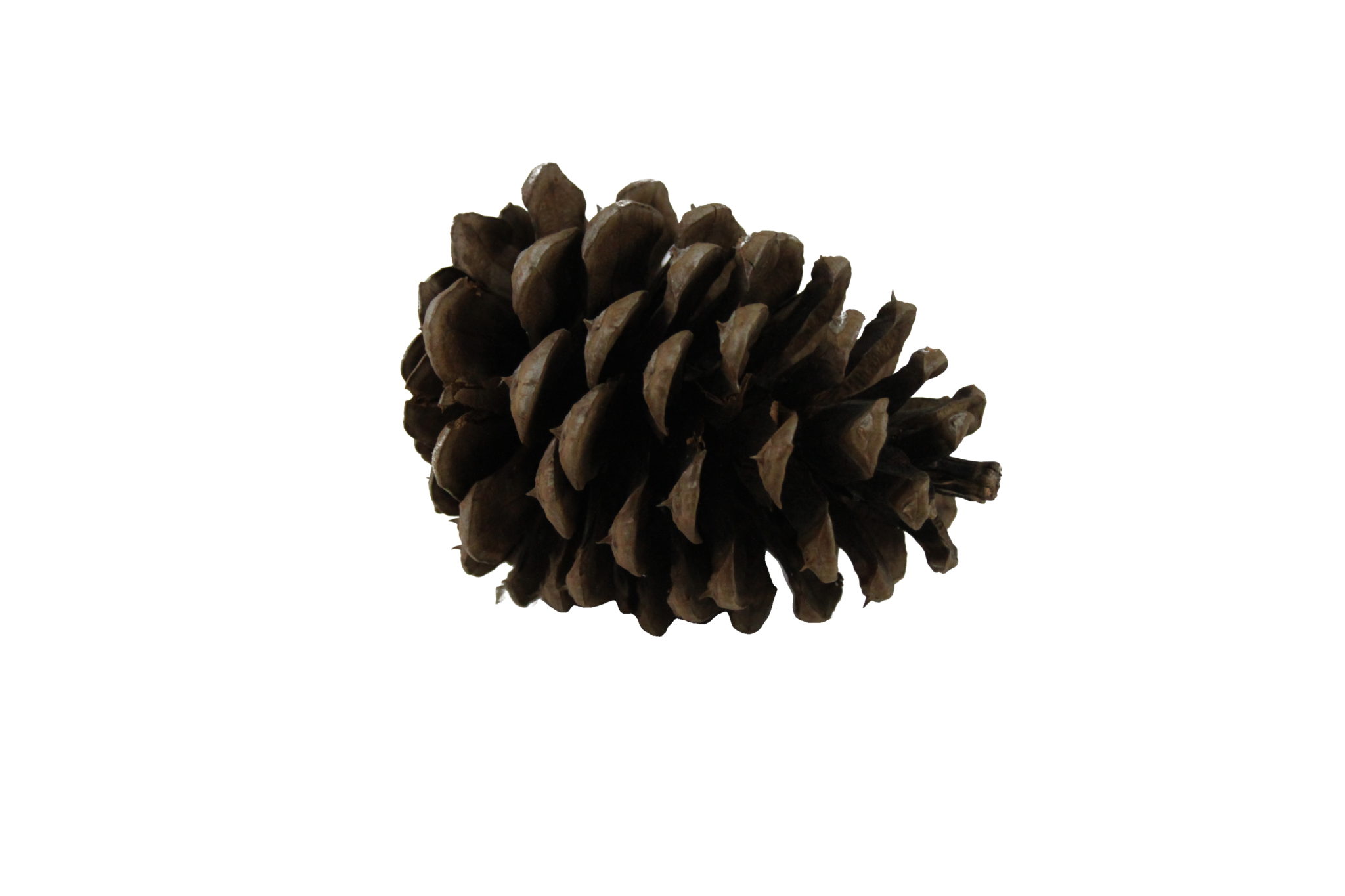 Pine Cones – Small, Medium