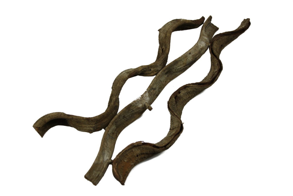 Cortado Branch - Small