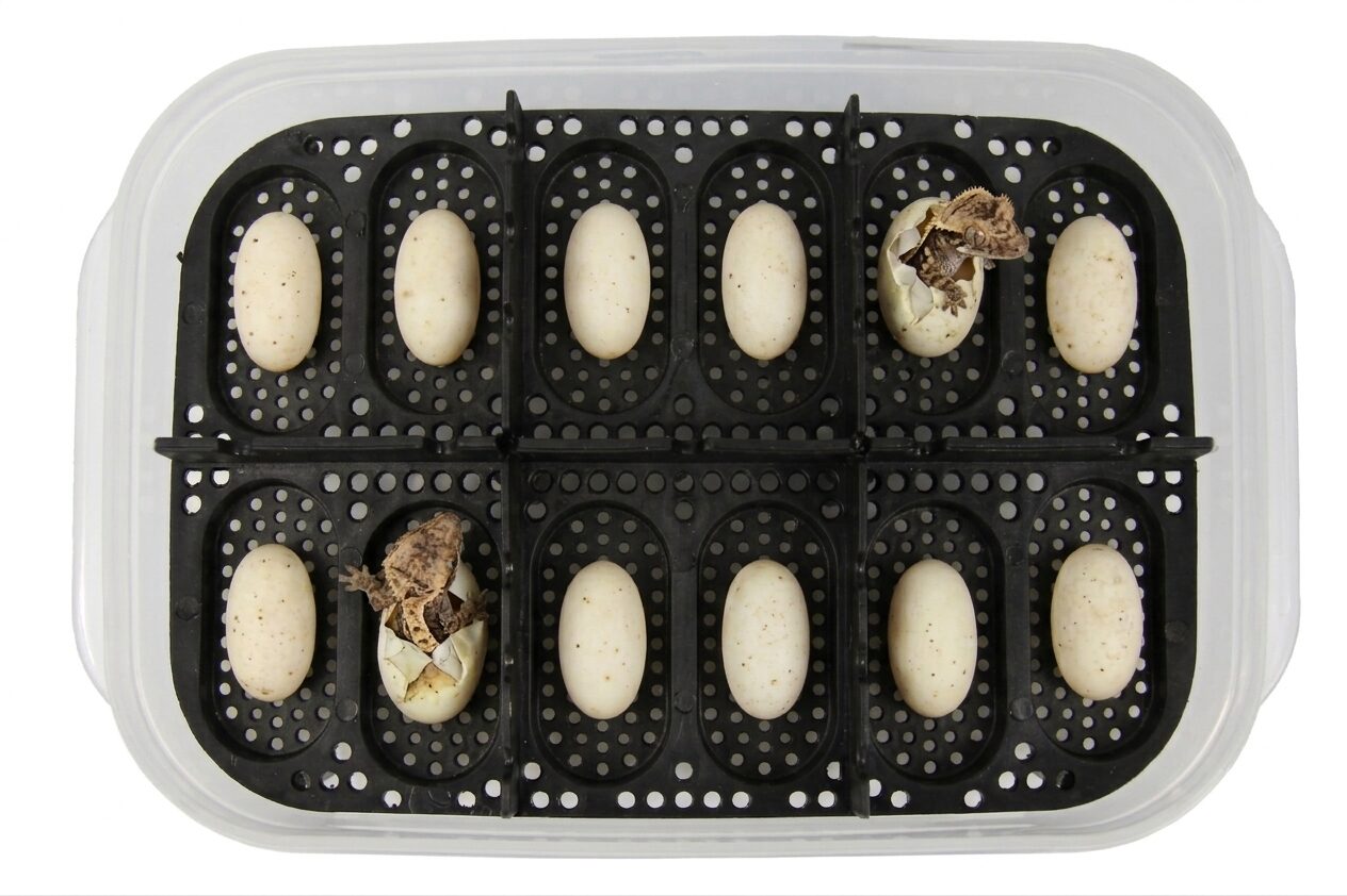 Gecko Egg Incubation Container - Image 4