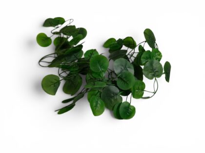 Small Terrarium Vine