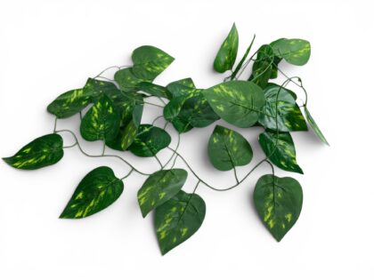 Large Terrarium Vine